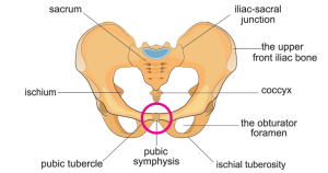 SymphysisPubis-SPD-1200x630-1-1024x538