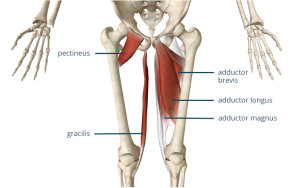 adductor-muscles-anatomy