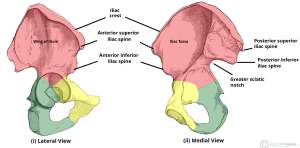 Bony-Landmarks-of-the-Ilium-Wing-ASIS-PSIS-Hip-Bone.