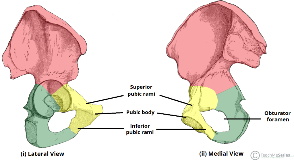 Bony-Landmarks-of-the-Pubis