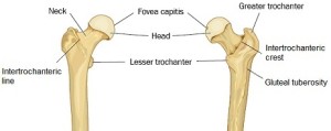 femur-quiz